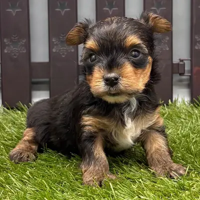Teacup Yorkie Puppies Available for Adoption
