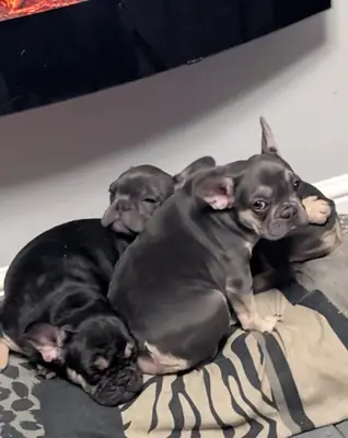 最后3只珍贵的法国斗牛犬幼犬。Email: noelpeterson972 @ gmail . com