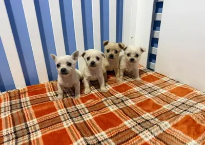 Cachorros de Chihuahua.  Email: noelpeterson972 @ gmail . com