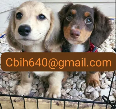 AİLE BULMAK İÇİN GÜZEL ANLAR PAYLAŞMAK İSTEYEN TECKEL YAVRUSU 603990353