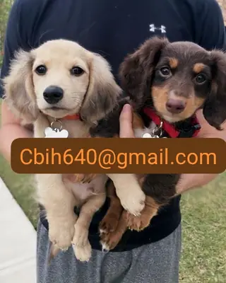 CACHORRO TECKEL BUSCA UNA FAMILIA QUE LE OFREZCA UN HOGAR FELIZ 603990353