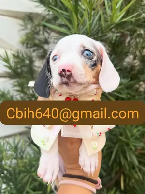 CHIOT TECKEL ATTEND DE RENCONTRER SA FAMILLE IDÉALE 603990353