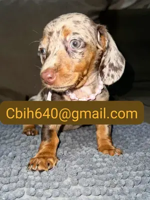 TECKEL YAVRUSU, KENDİSİNİ ÇOK SEVİLEN BİR EV ARIYOR 603990353