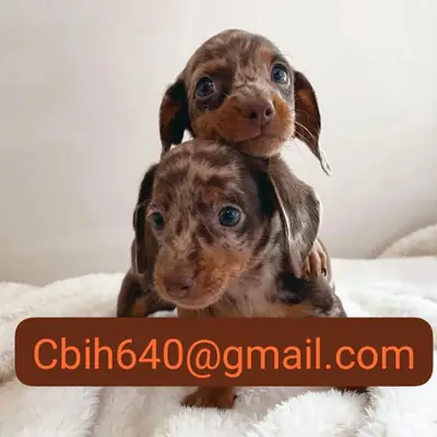 CACHORRO TECKEL BUSCA UN HOGAR TRANQUILO PARA COMPARTIR MUCHO CARIÑO 603990353