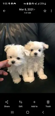 出售马尔济斯犬幼崽。