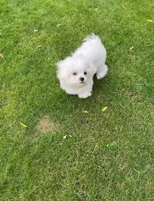 Adorable chiots Bichons disponibles