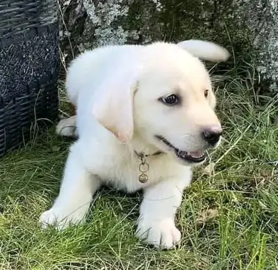 Labrador disponible en adoption 