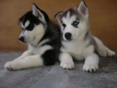 Chiots sibériens affectueux