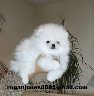 Adorable cachorrita de Pomerania blanca en adopción