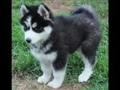 Husky for Adoption here