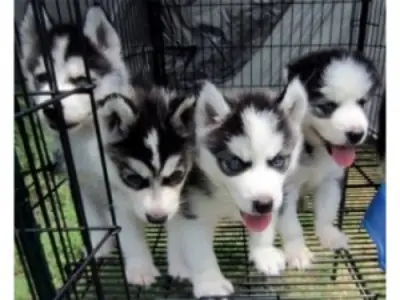 Registered Siberian Husky Puppies