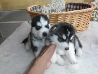 Chiots Husky Sibérien à Adopter