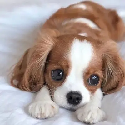 🐾 Conoce a Lucky Un Pequeño Corazón Listo para un Hogar Para Siempre ❤️