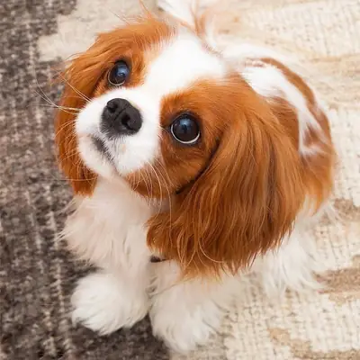 🐾 认识拉拉，一个等待她永远家园的甜美小伴侣 💕