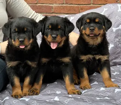 Cachorros Rottweiler en venta