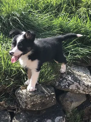 Sakal Çoban Köpeği Yavruları Satılık