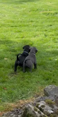 Cane corso puppies 4 male and female