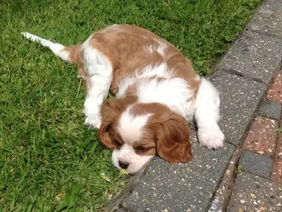 Kavalier King Charles Spaniel Yavruları