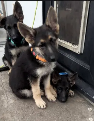 Hazır 2 git.! Safkan Alman Çoban köpeği yavruları