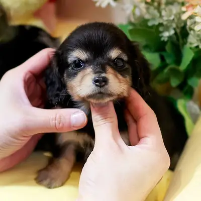 Un par de cachorros macho de Dachshund buscando nuevos hogares