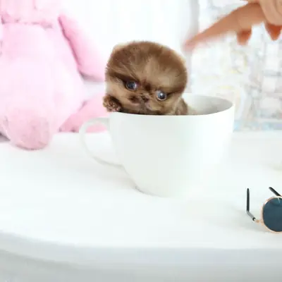 Teacup Pomeranian (NANA)