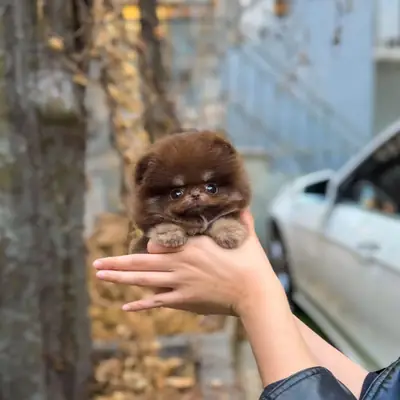 Brown Skin Mini Pomeranian Puppy