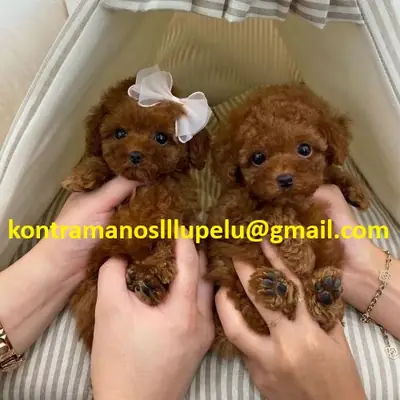 Güzel bir poodle yavrusu