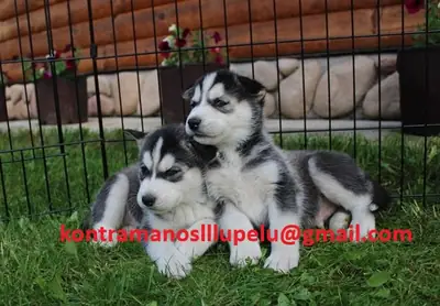 Cachorros adorables de husky siberiano - 