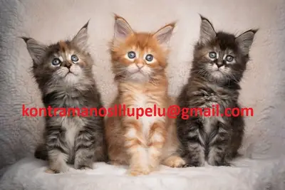 Charmants chatons Maine Coon à vendre