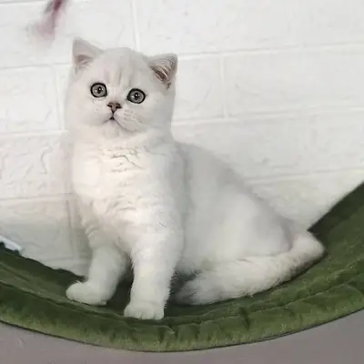 Chaton BKH pur race femelle cherche un nouveau foyer immédiatement