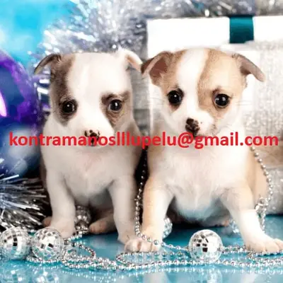 AKC mini boyut Chihuahua yavruları