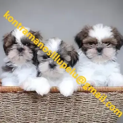 Cachorros Shih Tzu adorables (macho y hembra)