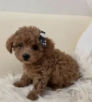 Linda cachorra de poodle