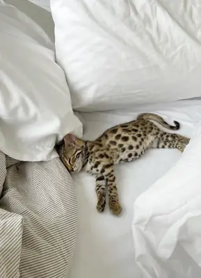 可爱的猫咪待领养