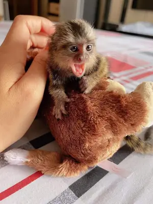 Monos tití pigmeo