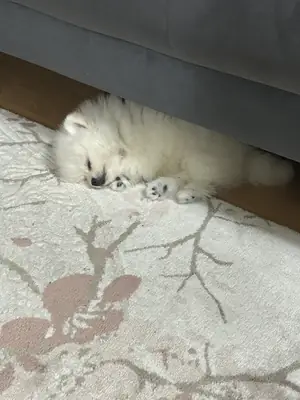 Pomeranian Boo 3 Aylık