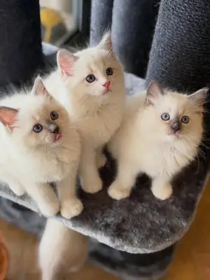 Gatitos Ragdoll