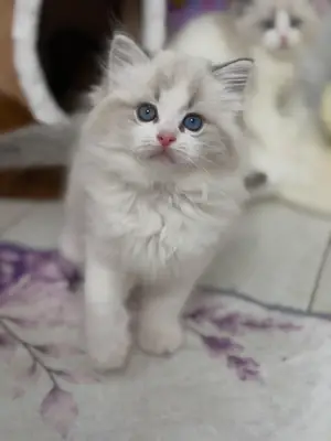 可爱的布偶猫小猫
