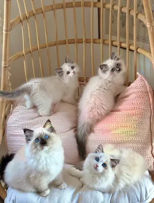 милые котята Рэгдолл