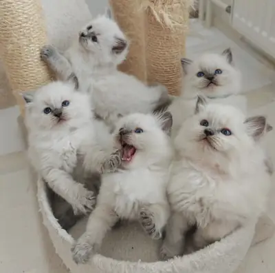 Chaton Ragdoll à adopter