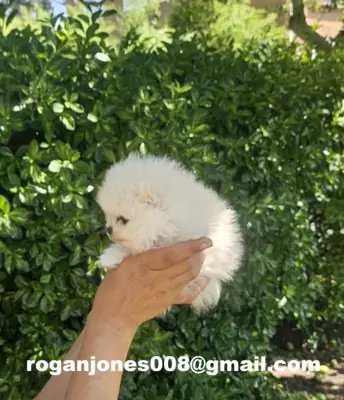寻找美丽的白色博美犬母犬进行领养