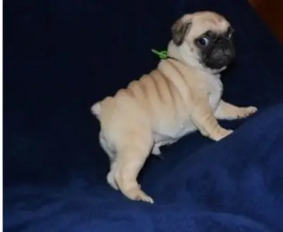 Chiots de Pug disponibles couleur fauve avec masque noir, mâles et femelles****