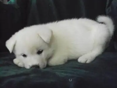 Сладкие и любящие щенки акиты на усыновление