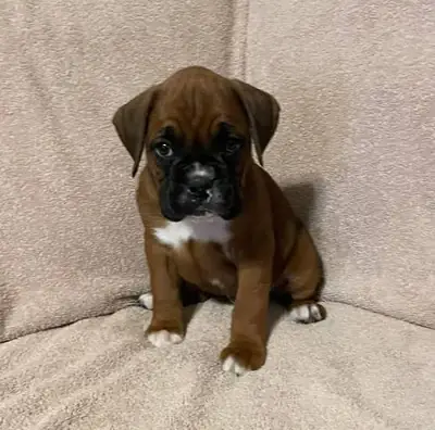 Adorables chiots boxers élevés à la maison disponibles à l'adoption