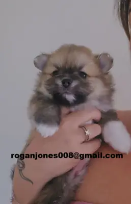Pomeranian yavruları (toy ve standart boy) satılık