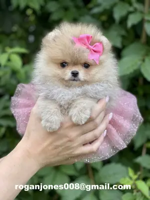 Satılık güzel pomeranian yavrusu (dişi)