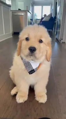 Koşulsuz Aşk: Dişi Golden Retriever Yavru