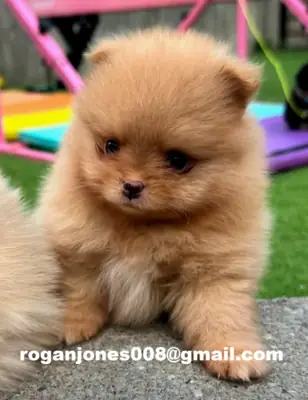 Cachorros pomerania alegres disponibles (variedad Teacup)