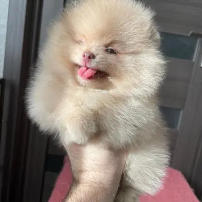 Adopta edası Pomeranya yavruları