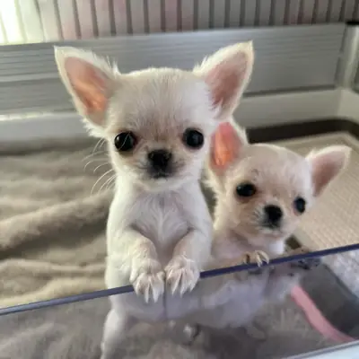 Preciosos cachorros de Chihuahua